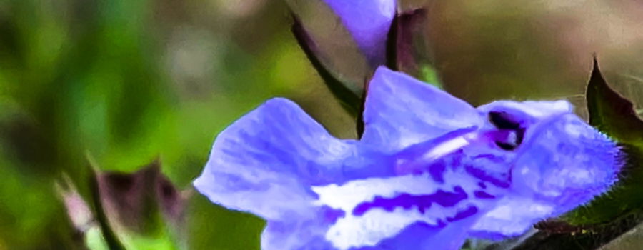 A closeup of a beautiful blue and trumpet shaped lyreleaf sage flower.