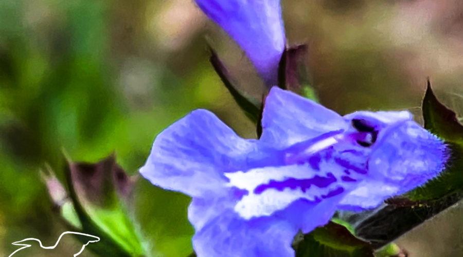 A closeup of a beautiful blue and trumpet shaped lyreleaf sage flower.