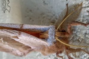 A male Polyphemus moth in closeup emphasizing it’s large bushy antennas on top of it’s fuzzy grey and brown head.