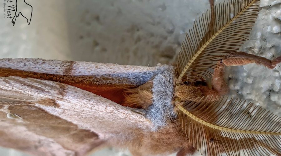 A male Polyphemus moth in closeup emphasizing it’s large bushy antennas on top of it’s fuzzy grey and brown head.