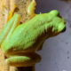 Another Great Sign of Spring is the First Tree Frog