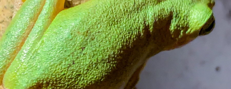 A photo of a green tree frog from the top hanging onto a window frame with legs curled under it, ready to leap if a bug flies by.