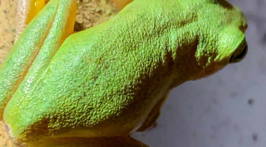 A photo of a green tree frog from the top hanging onto a window frame with legs curled under it, ready to leap if a bug flies by.