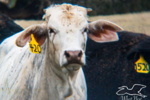 A white beef steer with black and tan brindling a yellow ear tag with 420 on it in black stands in the middle of two other black cattle.
