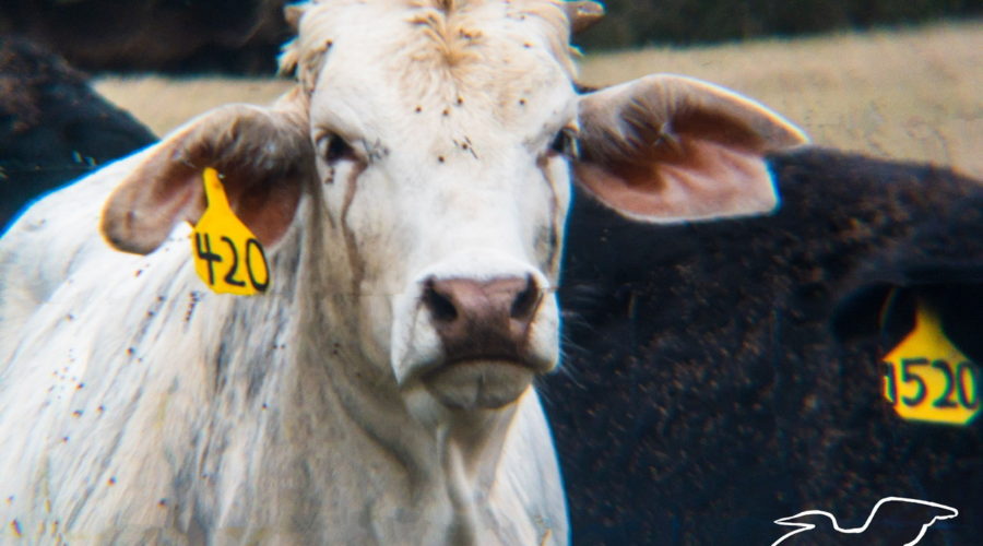 A white beef steer with black and tan brindling a yellow ear tag with 420 on it in black stands in the middle of two other black cattle.