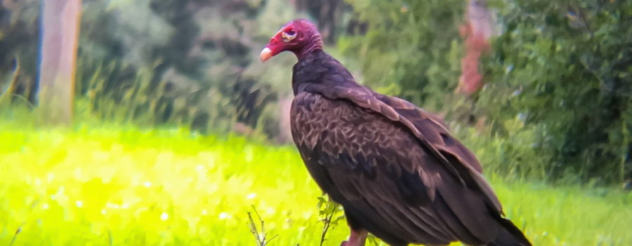 A turkey vulture with it’s bald red head and brownish black feathers perched on a dead tree branch overlooking a green, grassy field.