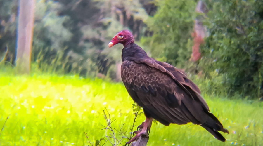 A turkey vulture with it’s bald red head and brownish black feathers perched on a dead tree branch overlooking a green, grassy field.