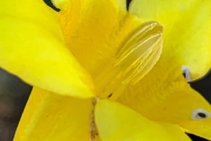 A closeup side view of the bright yellow trumpet shaped flower of a Carolina jessamine vine.