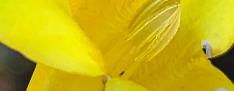 A closeup side view of the bright yellow trumpet shaped flower of a Carolina jessamine vine.