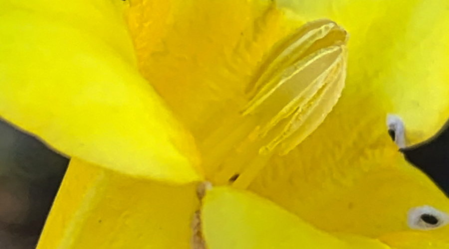 A closeup side view of the bright yellow trumpet shaped flower of a Carolina jessamine vine.