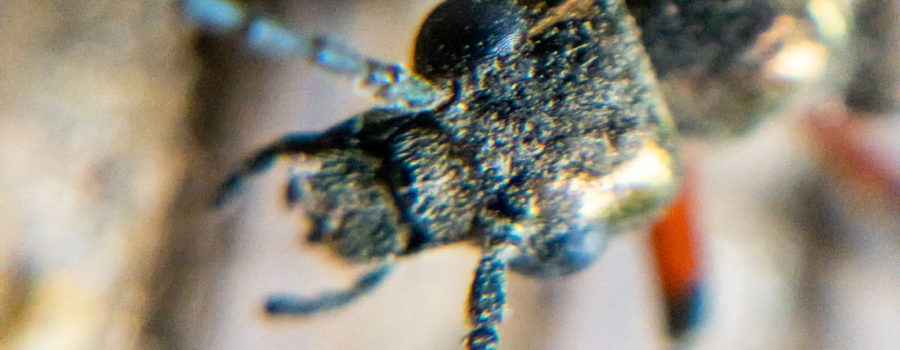 A macro photograph of the head, bulging black eyes, and multisegmented antennas of a long jointed beetle