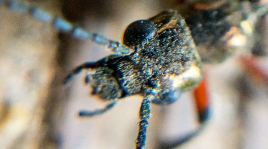 A macro photograph of the head, bulging black eyes, and multisegmented antennas of a long jointed beetle