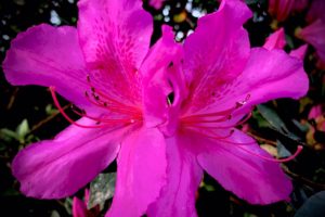 A pair of bright pink azalea flowers blooming side by side and facing in opposite directions really pop against a dark background of green leaves and more flowers and buds.