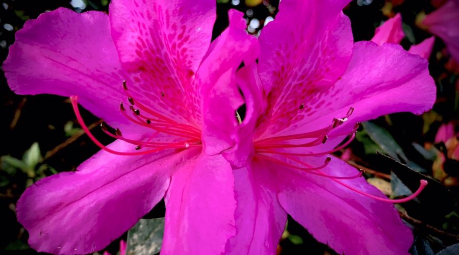 A pair of bright pink azalea flowers blooming side by side and facing in opposite directions really pop against a dark background of green leaves and more flowers and buds.