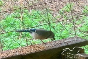 An Eastern blue jay with bold blue, black, and white coloring feeds hungrily on seeds at a porch rail feeding station.