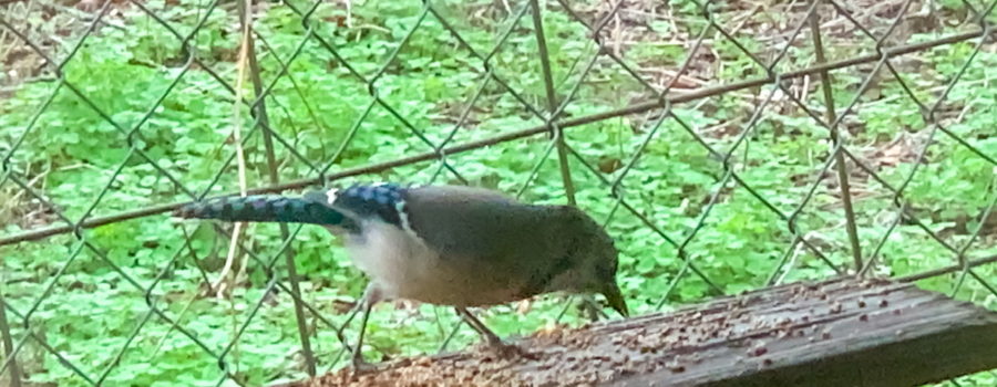 An Eastern blue jay with bold blue, black, and white coloring feeds hungrily on seeds at a porch rail feeding station.