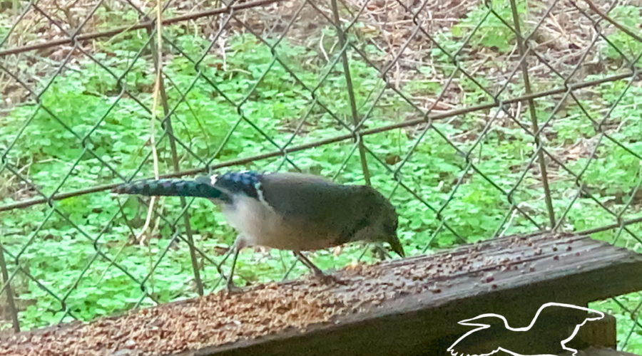 An Eastern blue jay with bold blue, black, and white coloring feeds hungrily on seeds at a porch rail feeding station.