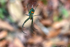 A female Mabel orchard orb weaver spider with a green body and orange spots on her abdomen hangs from the circular center (orb) of it’s web.