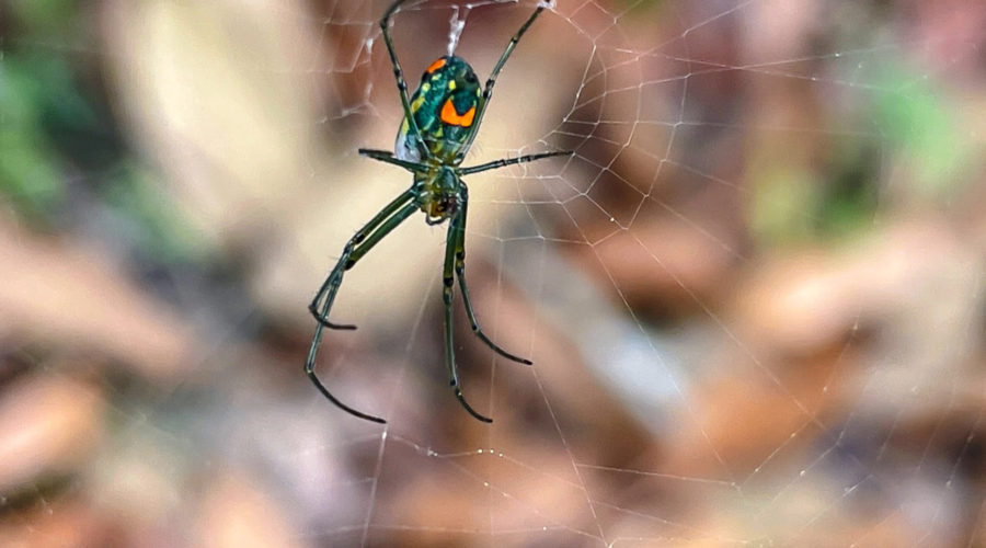 A female Mabel orchard orb weaver spider with a green body and orange spots on her abdomen hangs from the circular center (orb) of it’s web.