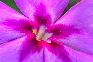 A closeup photo of the yellow and white center of a wildflower, surrounded by a radiating purple star reaching out onto five lighter purple petals.