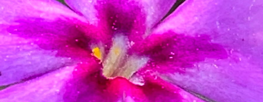 A closeup photo of the yellow and white center of a wildflower, surrounded by a radiating purple star reaching out onto five lighter purple petals.