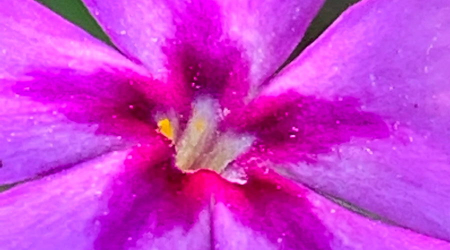 A closeup photo of the yellow and white center of a wildflower, surrounded by a radiating purple star reaching out onto five lighter purple petals.