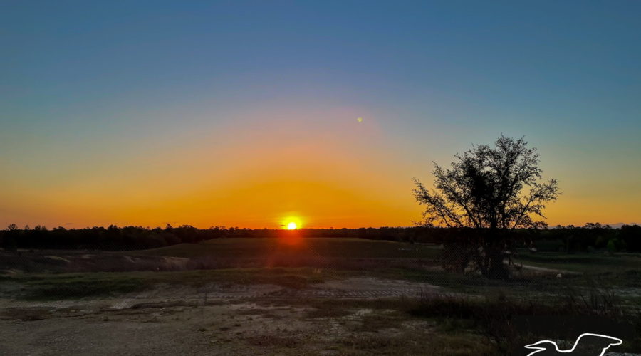 An orange ball of sun just rising above the dark horizon of woods. One night time star still remains in the sky.