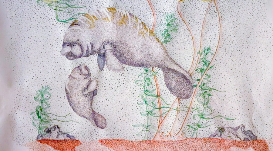 A pen and ink drawing of a manatee and her calf in an aquatic environment surrounded by vegetation.