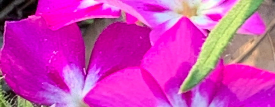 An image of four bright pink flowers, each with white spreading out onto the five petals from the yellow center. The flowers also have a faint, darker pink splash on each petal.