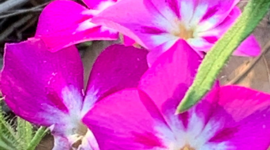 An image of four bright pink flowers, each with white spreading out onto the five petals from the yellow center. The flowers also have a faint, darker pink splash on each petal.