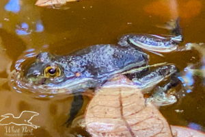 An American bullfrog floating on the water of a pond on a sunny day warming itself.
