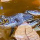 For All You Frog Lovers…It’s World Water Frog Day!