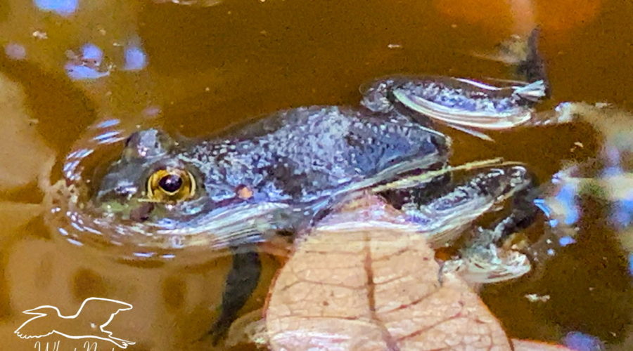 An American bullfrog floating on the water of a pond on a sunny day warming itself.