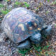 Help Me Celebrate Wonderful Gopher Tortoise Day in Florida