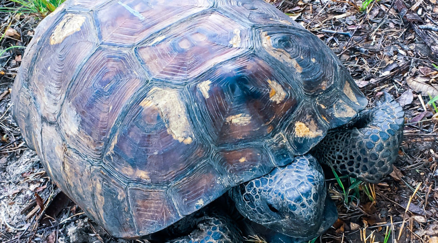 A gopher tortoise with a domed brown shell and grey scaled face and legs moves across a grass and leaf covered area in it’s native sandhill habitat.