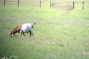 A brown and white Billy goat grazing peacefully in a large field of high green grass.