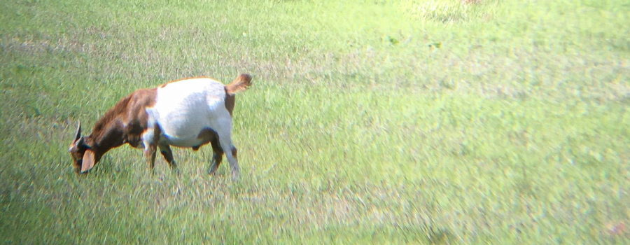 A brown and white Billy goat grazing peacefully in a large field of high green grass.