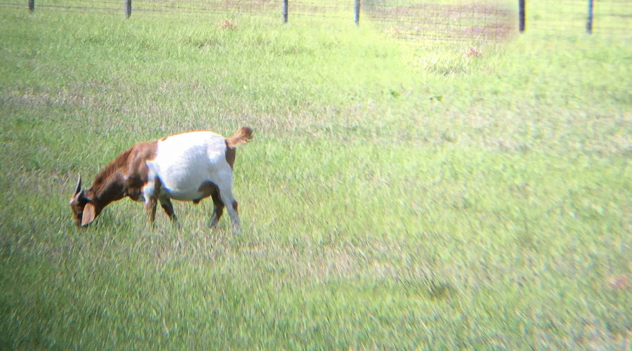 A brown and white Billy goat grazing peacefully in a large field of high green grass.