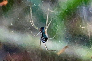 A black spider with white striped sides and long almost transparent legs hangs in a thick sheet of web.