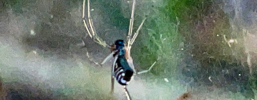 A black spider with white striped sides and long almost transparent legs hangs in a thick sheet of web.