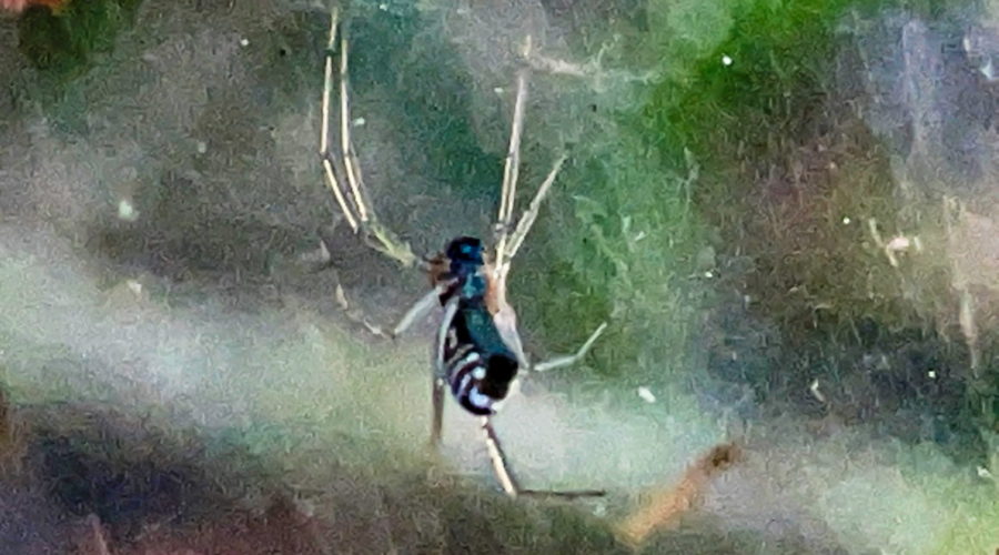 A black spider with white striped sides and long almost transparent legs hangs in a thick sheet of web.