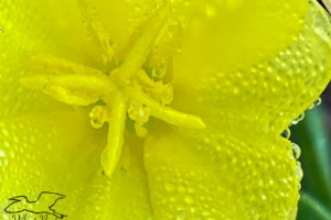 A macro image of a dew spotted, yellow cutleaf evening primrose flower with a yellow center fills most of the frame. A small amount of green background can be seen on the right.