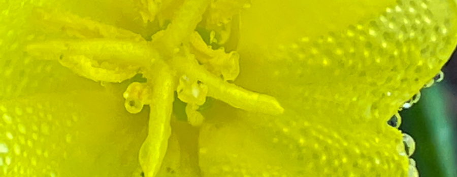 A macro image of a dew spotted, yellow cutleaf evening primrose flower with a yellow center fills most of the frame. A small amount of green background can be seen on the right.