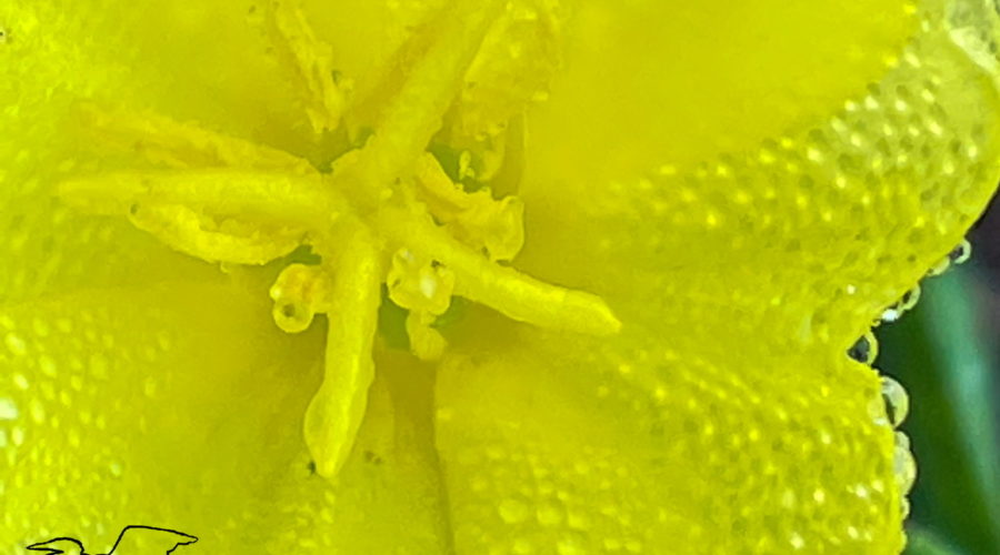 A macro image of a dew spotted, yellow cutleaf evening primrose flower with a yellow center fills most of the frame. A small amount of green background can be seen on the right.