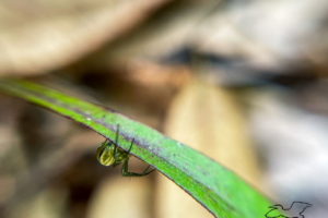 A small spider with a green and white striped abdomen and long black legs attempts to hide under a green plant leaf.