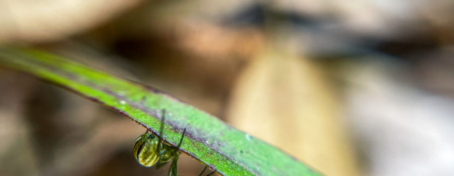 A small spider with a green and white striped abdomen and long black legs attempts to hide under a green plant leaf.