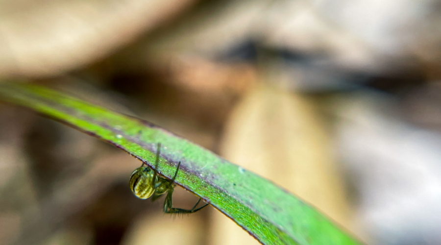 A small spider with a green and white striped abdomen and long black legs attempts to hide under a green plant leaf.