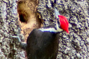 A pileated woodpecker with a bright red head is banging his beak into a hole in a dead oak tree. The bird has black feathers on most of its body, and white stripes that run from under the eyes and down along the sides of the neck.