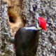 It was Awesome to Finally Spot The Beautiful Pileated Woodpecker