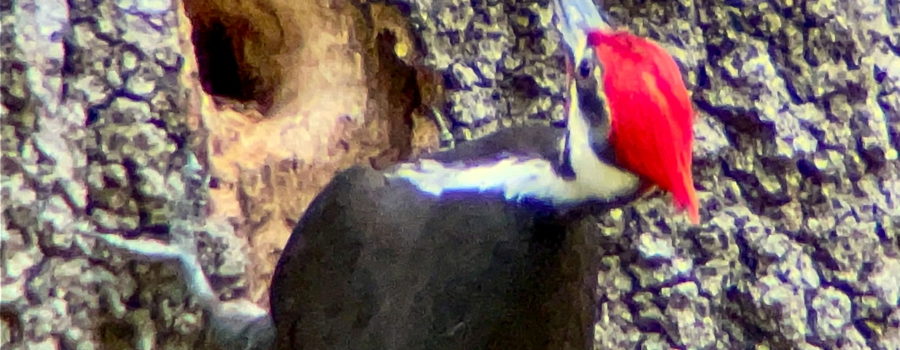 A pileated woodpecker with a bright red head is banging his beak into a hole in a dead oak tree. The bird has black feathers on most of its body, and white stripes that run from under the eyes and down along the sides of the neck.